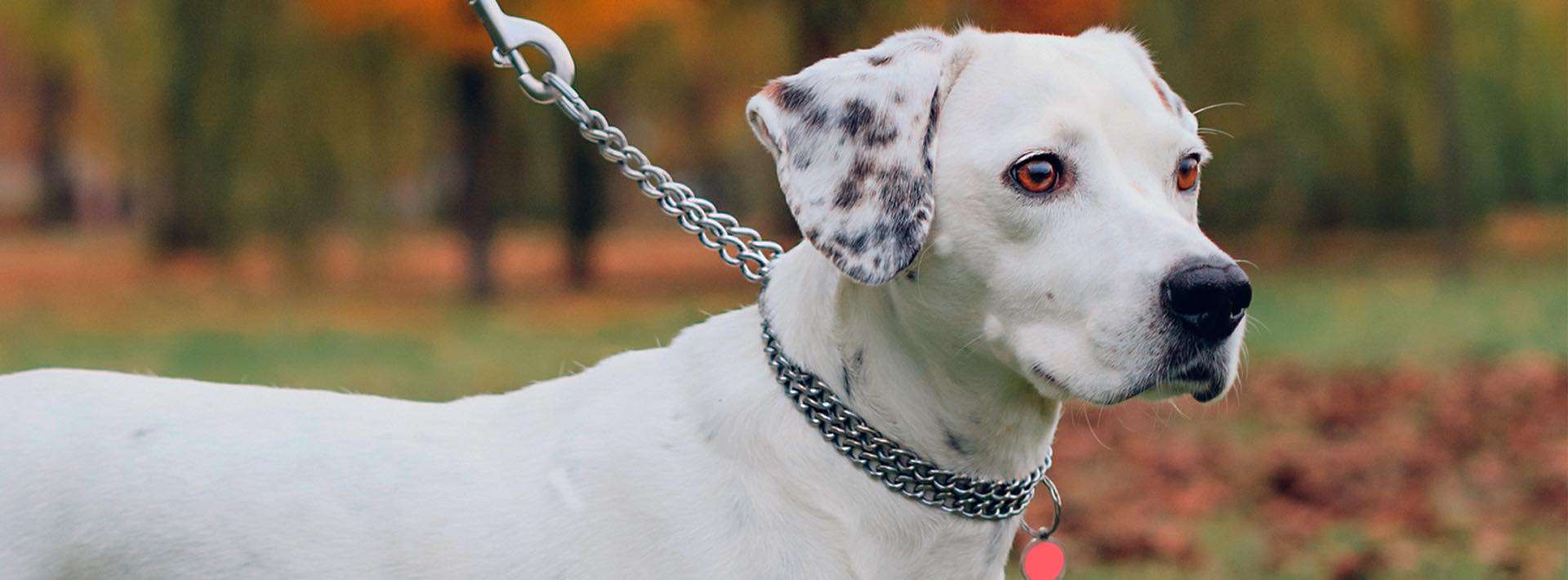 Correa libre de óxido